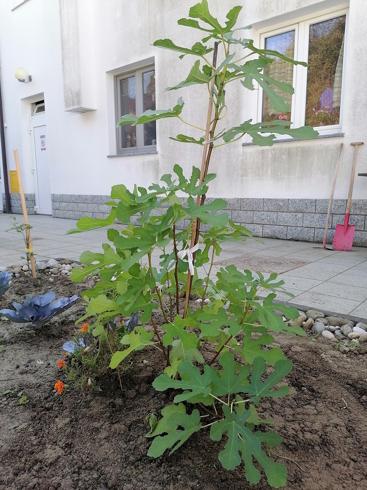 SeneCura dom za starije